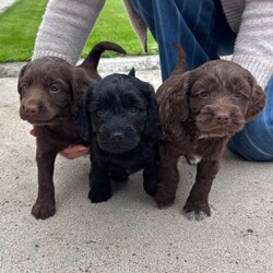 Adorable Cockapoo Puppies Looking for Their Forever Homes//Female/NaN,These adorable F1B Cockapoo puppies are ready for their forever home from 23rd September 2026.