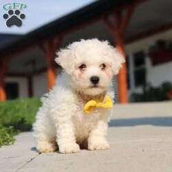 Rocky/Bichon Frise									Puppy/Male	/7 Weeks,Meet Rocky, an adorable AKC Bichon Frise puppy with a sweet personality, fluffy coat, and irresistible little face! Playful, affectionate, and curious, this lovable puppy enjoys exploring, playing with toys, and getting plenty of attention. With a gentle and happy nature, this little companion loves being around people and is sure to bring lots of love, fun, and cuddles to a forever home.