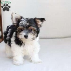 Cooper/Yorkie									Puppy/Male	/July 8th, 2026,Cooper is one of four in his litter, her approximate adult weight is 4 to 5 pounds.