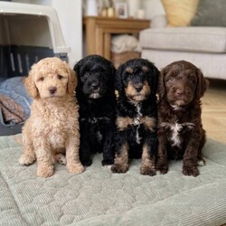 Gorgeous health cleared black F1B Cavapoo puppy//Female/NaN,We have just one male F1b cavapoo puppy left from a litter of 4 from our loving family dog, Naira.