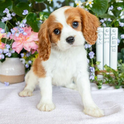 Adopt a dog:Hanna/Cavalier King Charles Spaniel/Female/,Hi, I'm Hanna! I'm a 12-week-old female Cavalier King Charles Spaniel with a beautiful blenheim coat, born on June 27. I am ready now to plan my trip to my forever family. Once I reach my adult size, I'm expected to weigh between 8–23 lbs. I'm AKC registered. If a sock goes missing, I might be the culprit. I love mischief.