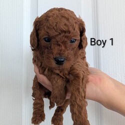 Adopt a dog:Beautiful Toy Poodle Puppies Looking for Loving Homes/Toy Poodle/Female/Sex: Mixed Litter,Our beautiful pure poodle puppies are looking for loving forever homes. They were born on 6 August and have been raised in our family home with lots of care and attention.