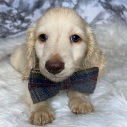 Adopt a dog:Adorable Long-Haired cream Dachshund Puppy/Miniature Dachshund/Female/Sex: Male,We have three long haired males available from our family pets Ruby and dad is Rupert been brought up in a busy house hold so socialised