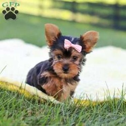 Macy/Yorkie									Puppy/Female	/9 Weeks,Hi, my name is Macy, and I’m a sweet little Yorkshire Terrier who is ready to bring lots of love, fun, and puppy kisses to my forever family! I’m a happy and playful girl who loves attention and enjoys being around people. I’ve been well socialized and given lots of love and care, helping me grow into a friendly and confident little companion.