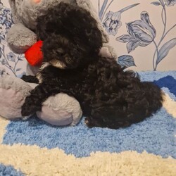 Adorable Poochons /Poochon/Female/Sex: Mixed Litter,**PUPDATE** 2 GIRLS (£950)1 BOY (£900) LEFT, (black pups). Proud to introduce our Poochons! Mum did an amazing job from start to finish. Mum is our family pet called Isla, she is a Bischon Frise and has been the best mum to her pups. This is her 2nd litter, references from previous litter owners can be provided. Dad is a Toy Poodle professional stud called Max. Both parents are health checked and gene tested and clear. Hypoallergenic, non-shedders and intelligent dogs. Have been weaned onto biscuits. Puppy pad trained, flea and worm treated to date. Will have vet check, first vaccinations and be microchipped. There are 5 gorgeous girls, 1 boy (only boy is black and largest of the litter). All well socialised with kids and desensitised to all household noises (we are a busy household). The price is £950 If you have any other questions please feel free to ask. Please, do not ask to hold puppy for extended amount of time. Pups are ready to be introduced to their new homes and families. Pups can be viewed at home with mum. PLEASE NOTE I AM NO LONGER SENDING VIDEOS AS MY AD HAS BEEN COPIED ONTO OTHER SITES BY SCAMMERS AND THEY ARE REQUESTING VIDEOS FROM ME IN ORDER TO SCAM PEOPLE. MORE THAN HAPPY TO VIDEO CALL AND ARRANGE A VISIT. IM SORRY I NOW HAVE TO DO THIS.