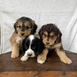 Adopt a dog:Beautiful cockapoos /Cockapoo/Female/Sex: Mixed Litter,Sasha our family pet has had 13 stunning puppies. They have been reard in a family home so used to house noise and children. They are ready now. They have been wormed and deflead all up to date and microchipped