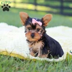 Macy/Yorkie									Puppy/Female	/9 Weeks,Hi, my name is Macy, and I’m a sweet little Yorkshire Terrier who is ready to bring lots of love, fun, and puppy kisses to my forever family! I’m a happy and playful girl who loves attention and enjoys being around people. I’ve been well socialized and given lots of love and care, helping me grow into a friendly and confident little companion.