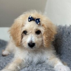 4 precious puppies looking for their forever homes//Female/NaN,We have 4 beautiful Maltipoo puppies looking for their loving forever homes. They’ve been raised around us with lots of care, attention and handling, and each one has developed their own lovely personality.