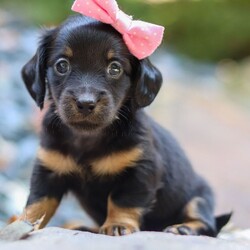 Eve/Dachshund/Female/