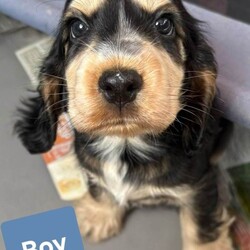 2 Pups left Show Cocker Spaniel Puppies/Cocker Spaniel/Female/Sex: Mixed Litter,Our Beautiful family dog Amara has had her first litter of 5 puppies. 2 girl and 3 boys.