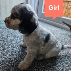 2 Pups left Show Cocker Spaniel Puppies/Cocker Spaniel/Female/Sex: Mixed Litter,Our Beautiful family dog Amara has had her first litter of 5 puppies. 2 girl and 3 boys.