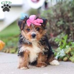 Bella/Yorkie									Puppy/Female	/9 Weeks,Bella is an adorable AKC Yorkshire Terrier puppy with a sweet expression, a beautiful soft coat, and a loving personality that is sure to steal your heart. She is playful, affectionate, and enjoys attention, exploring her surroundings, and spending time with the people around her. Her gentle, happy nature makes her a wonderful companion, and she is sure to bring plenty of love, joy, and companionship to her forever family.