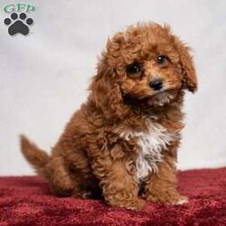 Allen/Cavapoo									Puppy/Male	/11 Weeks,Allen is a curly-haired Cavapoo boy with lots of white on his chest! He is ready to join you as you relax around the campfire, give you puppy kisses, or join you on a long walk!