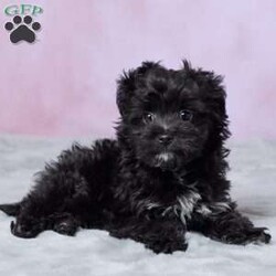 Oreo/Mini Aussiedoodle									Puppy/Male	/12 Weeks,Meet Oreo, an adorable Mini Aussiedoodle puppy who is ready to find his forever home! Oreo has been vet-checked and is up to date on all his shots, so he’s all set to begin his next adventure with his new family. With his cute looks and lovable Mini Aussiedoodle charm, Oreo would make a wonderful addition to a loving home. He’s ready to meet his new family and start making memories together!