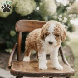 Sadie/Mini Bernedoodle									Puppy/Female	/July 25th, 2026,Meet our cuddly little mini bernedoodles who will steal your heart with their adorable curls and sweetness! 