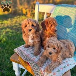 Charlie/Mini Goldendoodle									Puppy/Male	/August 20th, 2026,Charlie is a beautiful f1b goldendoodle who has been family raised, grown up around cats and other dogs. Charlie loves to play with kids and running around outside chasing his tail and our kittens. 
