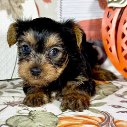 Adopt a dog:Max/Yorkshire Terrier/Female/,Hi, I'm Max! I'm a 6-week-old male Yorkshire Terrier with a beautiful black & tan coat, born on September 7. I'll be ready to go home to my forever family after November 2, once I'm grown enough to leave my litter. When I reach my adult size, I should weigh between 4–8 lbs. I'm APRI registered. Be prepared for endless love, laughter, and puppy kisses.