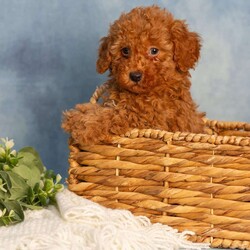 Reba/Cavapoo									Puppy/Female	/9 Weeks,These sweet little Cavapoo puppies are full of life, love, and fun, and they’re looking for someone special to share it all with! They are playful, affectionate, and always ready for an adventure. But once playtime is over, these little sweethearts are all about the snuggles!