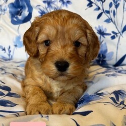 Cockapoo puppies //Female/NaN,We have 4 beautiful Cockapoo puppies looking for their loving forever homes — 3 girls and 1 boy! 