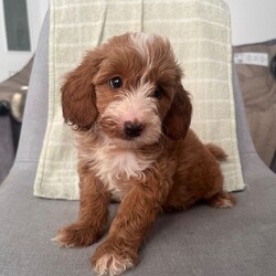 Adopt a dog:10 week old male cockapoo//Female/NaN,I bought this beautiful cockapoo 3 weeks ago but things are not working out in my home with my son he’s been fleas and wornedhad his first injection he’s using puppy pads nearly every time comes with everything you need to start out crate bed bedding collar lead dishes food toys etc lovely personality great with children and adult
