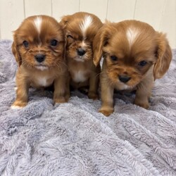 Adopt a dog:King Charles cavalier //Female/NaN,We are proud to announce our outstanding King Charles cavalier litter