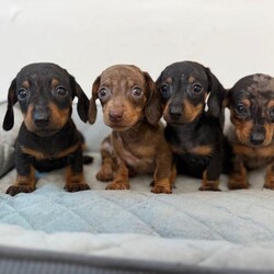 Miniature Dachshund //Female/NaN,Miniature dachshund puppies 8 weeks old now they are ready to leave. Vaccination, microchip, healthy checked, wormed , etc..