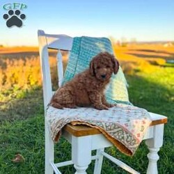 Charlie/Mini Goldendoodle									Puppy/Male	/August 20th, 2026,Charlie is a beautiful f1b goldendoodle who has been family raised, grown up around cats and other dogs. Charlie loves to play with kids and running around outside chasing his tail and our kittens. 