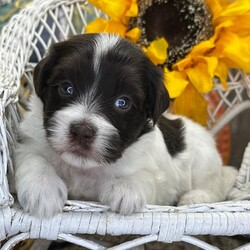 Adopt a dog:Hawk/Havanese/Female/,Hi, I'm Hawk! I'm a 4-week-old male Havanese with a beautiful chocolate coat, born on September 20. I'll be ready to go home to my forever family after November 15, once I'm grown enough to leave my litter. When I reach my adult size, I should weigh between 12–16 lbs. I'm AKC registered. My playful spirit will bring joy and laughter to your home.