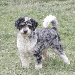 Londyn/Cavapoo									Puppy/Female	/September 7th, 2026,Londyn is a sweetheart raised with the kind of love and care that a puppy needs for a great start in life! She also enjoys a special diet for optimal health. Call, text or email to schedule your meet with this sweet girl! (we also offer facetime meetings)