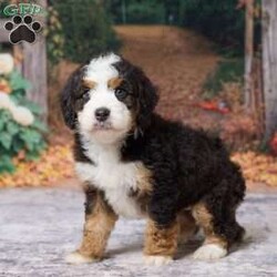Keanu/Mini Bernedoodle									Puppy/Male	/7 Weeks,Keanu is an absolute heart‑melter — the kind of mini Bernedoodle who makes you smile the moment you meet him. He’s the perfect blend of teddy‑bear softness and bright, eager personality. His coat is plush and wavy, his eyes warm and expressive, and he carries himself with that gentle confidence Bernedoodles are known for.