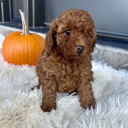 Homer/Toy Poodle									Puppy/Male	/7 Weeks,To contact the breeder about this puppy, click on the “View Breeder Info” tab above.