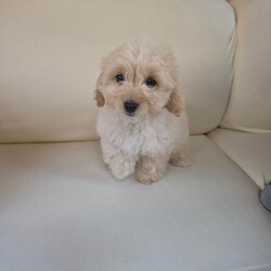 Cockapoo puppies looking for new home//Female/NaN,Minnie, our red hair toy poodle has had a beautiful litter of