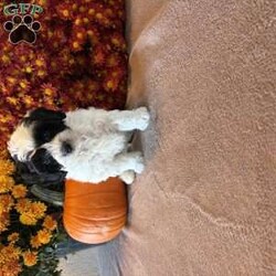 Pirate/Maltipoo									Puppy/Male	/8 Weeks,Meet our Maltipoo puppy! Our goal is to raise happy and healthy puppies! Each puppy is well socialized and played with daily by our children! This puppy is up to date on all vaccines and dewormer! It will come with vet papers and a 1 year health guarantee. Each puppy comes with its own collar, leash and blanket! Call or text to reserve this cuddly pup!