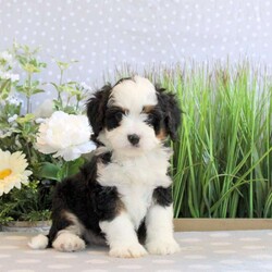 Rowdy/Mini Bernedoodle									Puppy/Male	/8 Weeks