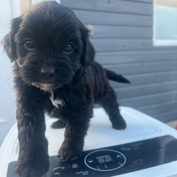 Cocker spaniel puppies//Female/NaN,Two boys, one girl ready for New homes they’re very loving and growing up with children so playful there 8 weeks old been fled and wormed
