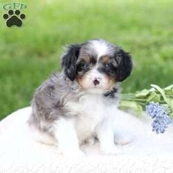 Londyn/Cavapoo									Puppy/Female	/September 7th, 2026,Londyn is a sweetheart raised with the kind of love and care that a puppy needs for a great start in life! She also enjoys a special diet for optimal health. Call, text or email to schedule your meet with this sweet girl! (we also offer facetime meetings)