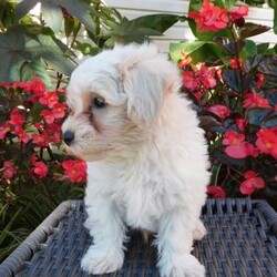 Tanner/Maltipoo									Puppy/Male	/August 20th, 2026,Come meet Tanner,  a sweet, fluffy little ball of fun! He’d love to meet you and go home with you.  He is very friendly,  playful and adorable,  excellent with children,  family raised.  He has been around cats and other pets. Mother is a miniature Poodle,  and available for you to meet,  Father is a Maltese.  These puppies are vet checked and up to date with shots and wormer.  Call today for more details. 