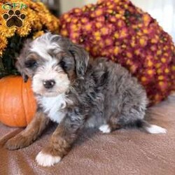Max/Mini Bernedoodle									Puppy/Male	/7 Weeks,Meet oor bernedoodle puppy. Our goal is to raise happy and healthy puppies. Each puppy is well socialized and played with daily by our children! This puppy is up to date on all vaccines and dewormer! It will come with vet papers and a 1 year health guarantee! This pup will come with its own collar, leash, and blanket! Call or text to reserve this cuddly puppy!