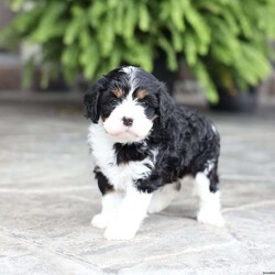 Marla/Cavapoo									Puppy/Female	/September 9th, 2026,Marla is a sweetheart raised with the kind of love and care that a puppy needs for a great start in life! She also enjoys a special diet for optimal health. Call, text or email to schedule your meet with this sweet girl! (we also offer facetime meetings) Marla’s adult weight will be approximately 18 pounds.