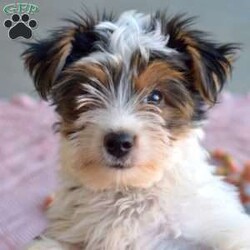 Jasper/Yorkie									Puppy/Male	/June 29th, 2026,Jasper is a playful Yorkie puppy who can be registered with the ACA. This extremely charming puppy is lovable and sweet! Jasper is well socialized and being raised with love and care by the Beiler family and their children. This cutie-pie comes home with a 30 day health guarantee plus an extended genetic health guarantee, both provided by the breeder. Jasper has also been seen by a vet and is up to date on shots and de-wormer. This adorable boy is ready to head home with his forever family!