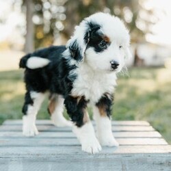 Timmy/Mini Bernedoodle									Puppy/Male	/8 Weeks,Meet these beautiful, playful, lovable Mini Bernedoodle puppies! They are family raised with lots of love and care & are well socialized with children. They will be vet checked and up to date with all vaccines. The father’s name is Taco, he is a minI Bernedoodle. The mother’s name is Tina, she is a Mini Bernedoodle. These adorable pups will make the cutest family pet and loyal companion!