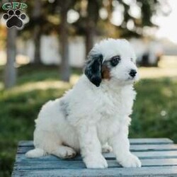 Simba/Mini Bernedoodle									Puppy/Male	/7 Weeks,Meet these beautiful, playful, lovable Mini Bernedoodle puppies! They are family raised with lots of love and care & are well socialized with children. They will be vet checked and up to date with all vaccines. The father’s name is Taco, he is a minI Bernedoodle. The mother’s name is Dolly, she is a Mini Bernedoodle. These adorable pups will make the cutest family pet and loyal companion!
