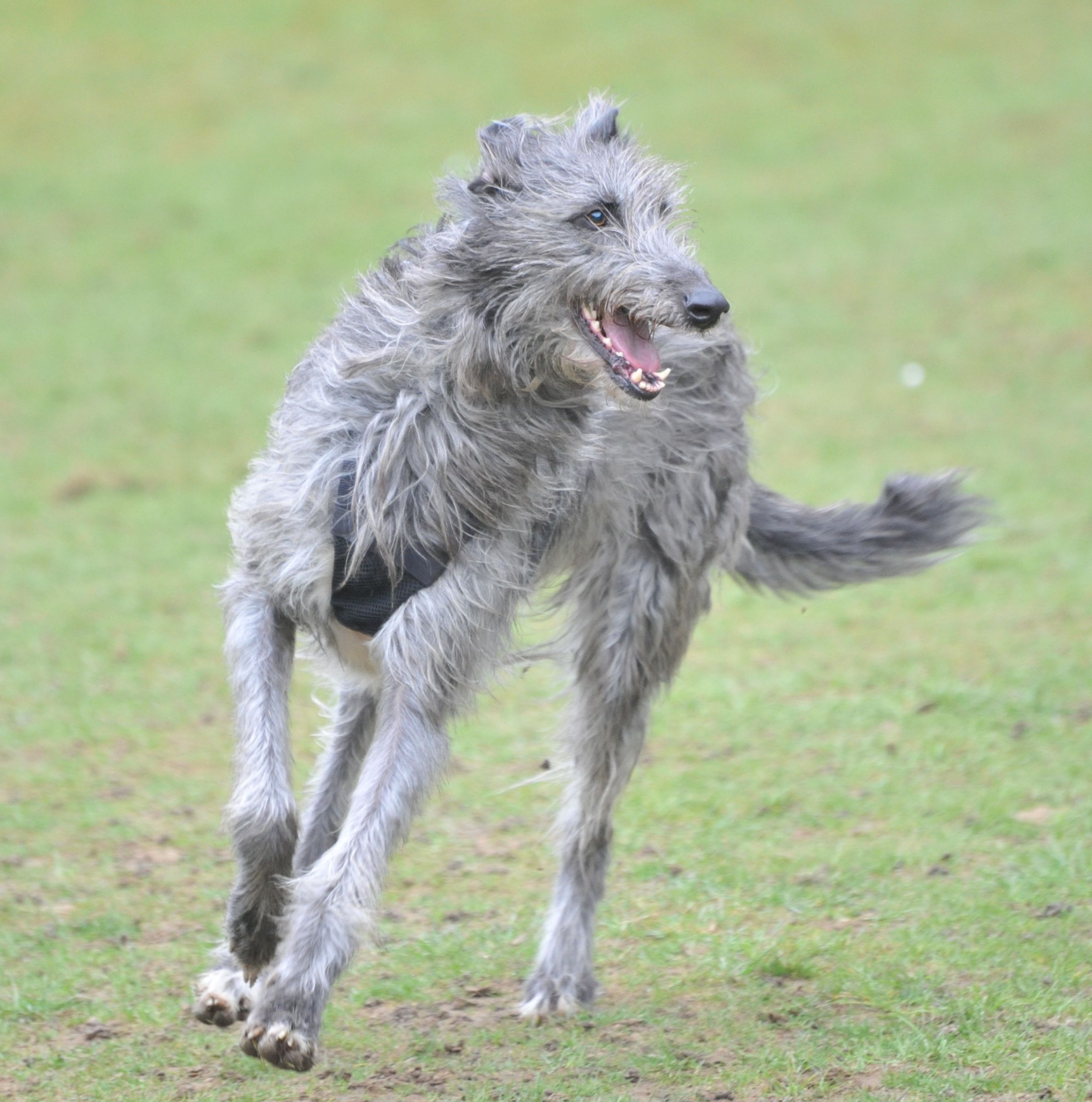 scottish deerhound brave disney